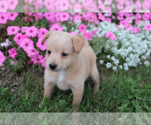 Medium Photo #6 Poo-Shi Puppy For Sale in SHILOH, OH, USA