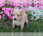 Small Photo #6 Poo-Shi Puppy For Sale in SHILOH, OH, USA