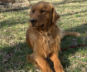 Father of the Golden Retriever puppies born on 03/02/2026
