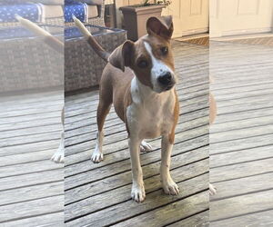 Mutt Dogs for adoption in Bellevue, WA, USA