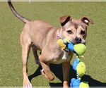 Small #1 American Pit Bull Terrier Mix