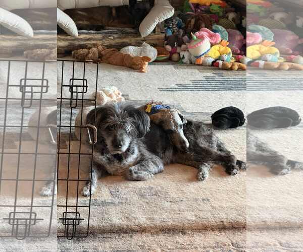 Medium Photo #20 Bernedoodle Puppy For Sale in Sandy, UT, USA