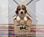 Puppy Blue collar Great Bernese
