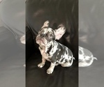 Small Photo #4 French Bulldog Puppy For Sale in BERRIEN SPRINGS, MI, USA