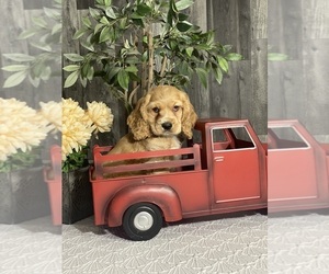 Cocker Spaniel Puppy for sale in CANOGA, NY, USA