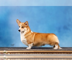 Father of the Pembroke Welsh Corgi puppies born on 12/14/2021