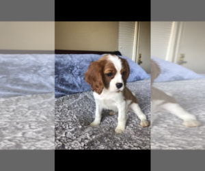 Cavalier King Charles Spaniel Puppy for sale in ROSEVILLE, CA, USA