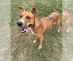JOLENE - Female Redbone Coonhound-Unknown Mix Dog for Adoption - Small photo