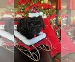 Puppy Solid Black boy Poodle (Toy)