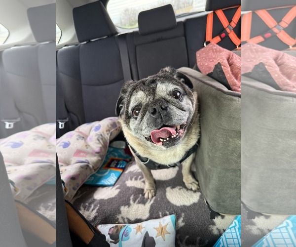 Medium Photo #2 Pug Puppy For Sale in Indianapolis, IN, USA