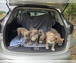 American Bully Puppy for sale in PEMBROKE, NC, USA