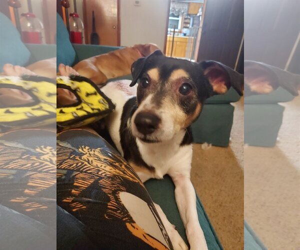 Medium Photo #5 Feist Terrier-Jack Russell Terrier Mix Puppy For Sale in Columbus, IN, USA