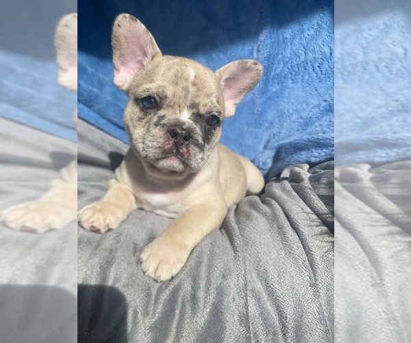 Medium Photo #1 French Bulldog Puppy For Sale in MAPLE GROVE, MN, USA