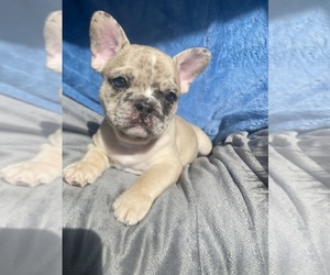 French Bulldog Puppy for sale in MAPLE GROVE, MN, USA