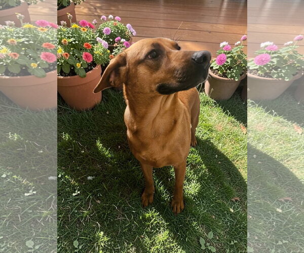 Medium Photo #16 Black Mouth Cur-Unknown Mix Puppy For Sale in McKinney, TX, USA