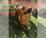 Small #15 Black Mouth Cur Mix