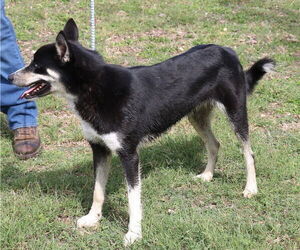 Ryker - Male Siberian Husky-Unknown Mix Dog for Adoption - Photo #3