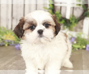 Shih Tzu Puppy for sale in MOUNT VERNON, OH, USA
