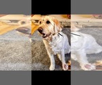 Small #3 Labradoodle
