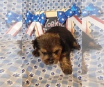 Small #7 Yorkshire Terrier