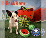 Small #1 Jack Russell Terrier