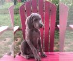 Small Photo #5 Weimaraner Puppy For Sale in SHELBYVILLE, IN, USA