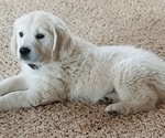 Small #3 English Cream Golden Retriever