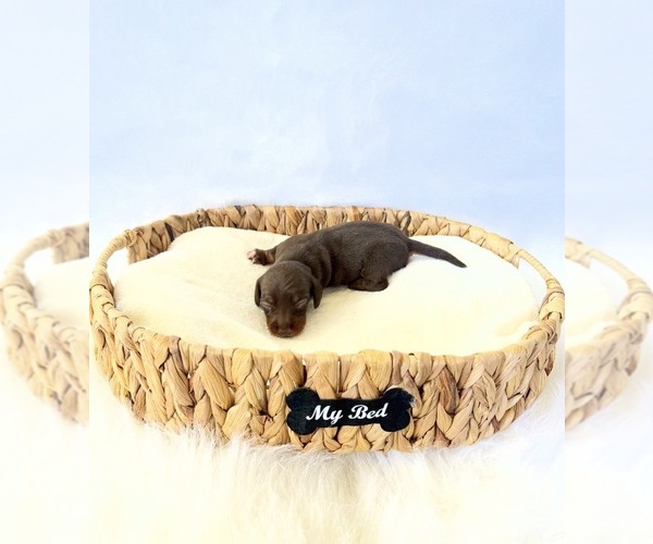 Medium Photo #1 Dachshund Puppy For Sale in DAVIS, CA, USA