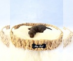 Image preview for Ad Listing. Nickname: AKC Daisy