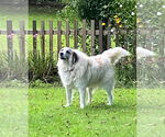 Small #39 Great Pyrenees