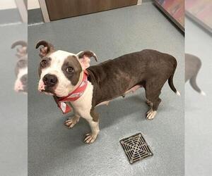 American Pit Bull Terrier-Unknown Mix Dogs for adoption in Baytown, TX, USA