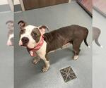Small American Pit Bull Terrier Mix