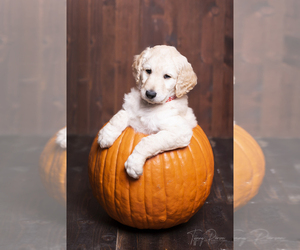 Goldendoodle Puppy for sale in CENTENNIAL, CO, USA