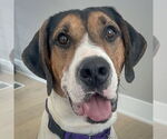 Small #2 Treeing Walker Coonhound