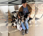 Small #6 Border Collie Mix
