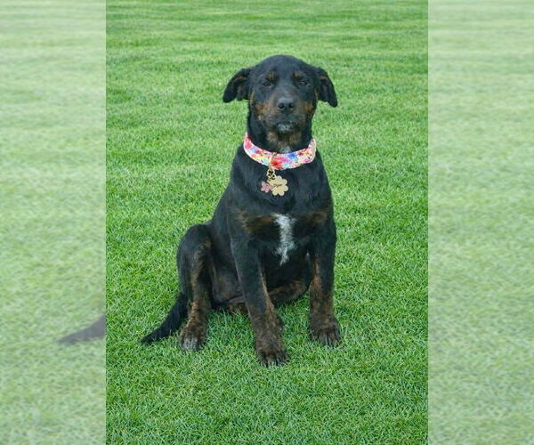 Medium Photo #1 Rottweiler-Unknown Mix Puppy For Sale in Wenonah, NJ, USA