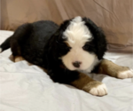 Small Photo #10 Bernese Mountain Dog Puppy For Sale in GREEN FOREST, AR, USA