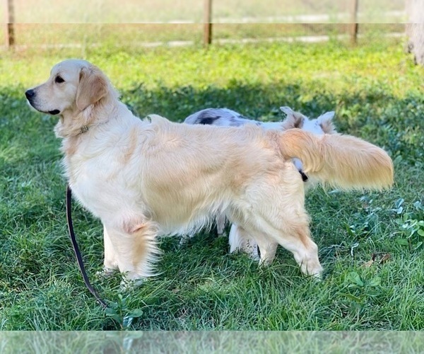 Medium Photo #1 English Cream Golden Retriever Puppy For Sale in Normandy, TN, USA