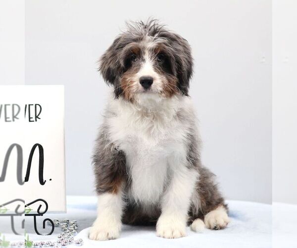 Medium Photo #2 Bernedoodle (Miniature) Puppy For Sale in LIVINGSTON, WI, USA