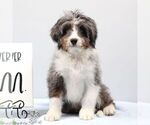 Small #1 Bernedoodle (Miniature)