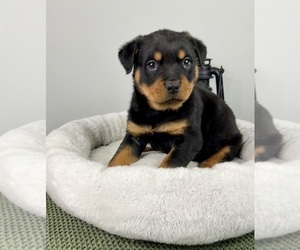 Rottweiler Puppy for sale in FRANKLIN, IN, USA