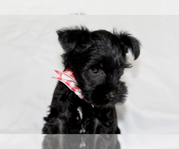 Medium Photo #4 Schnauzer (Miniature) Puppy For Sale in BROOKSVILLE, FL, USA