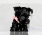 Small #3 Schnauzer (Miniature)
