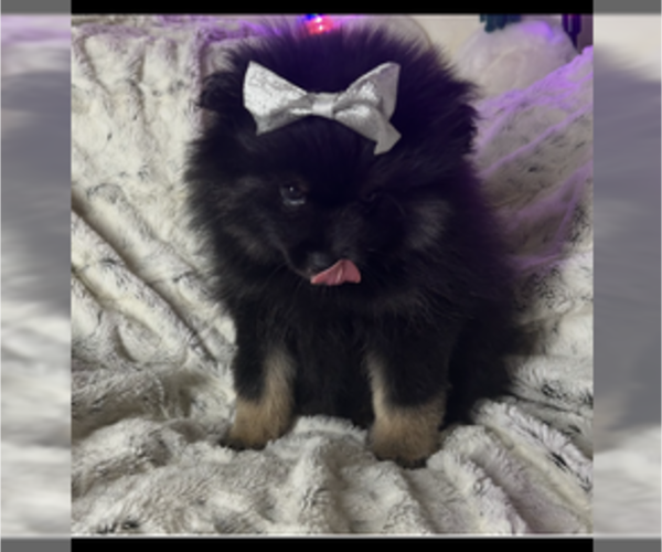 Medium Photo #2 Pomeranian Puppy For Sale in HARRISVILLE, MI, USA