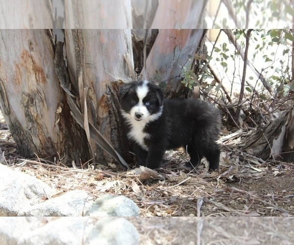 Medium Photo #13 Australian Shepherd Puppy For Sale in ACTON, CA, USA