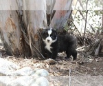 Small #2 Australian Shepherd
