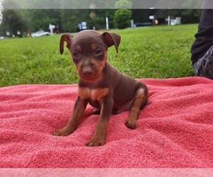 Miniature Pinscher Puppy for sale in LELAND, NC, USA