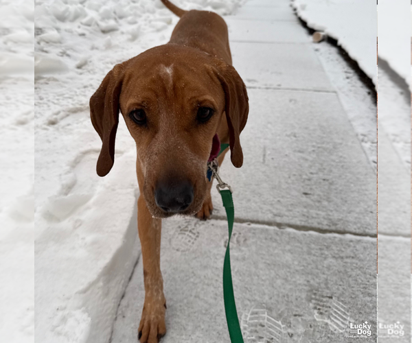 Medium Photo #11 Labrador Retriever-Unknown Mix Puppy For Sale in Washington, DC, USA