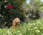 Small #12 Cavalier King Charles Spaniel
