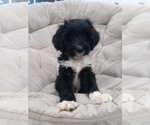 Puppy Asher Tibetan Terrier
